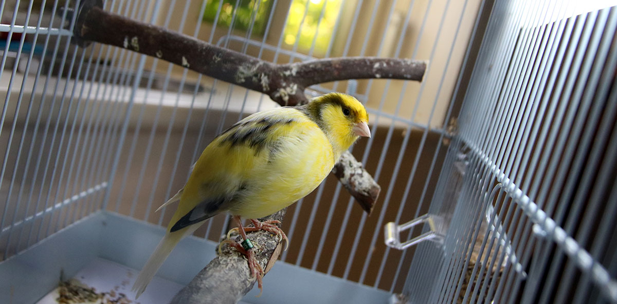 Sensible perch placement – Arcadia Bird