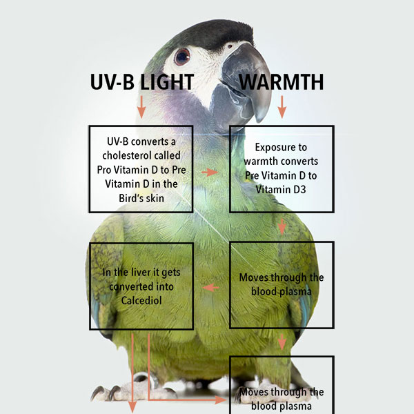 Bird Lighting Specialists high quality UV lamps and fittings