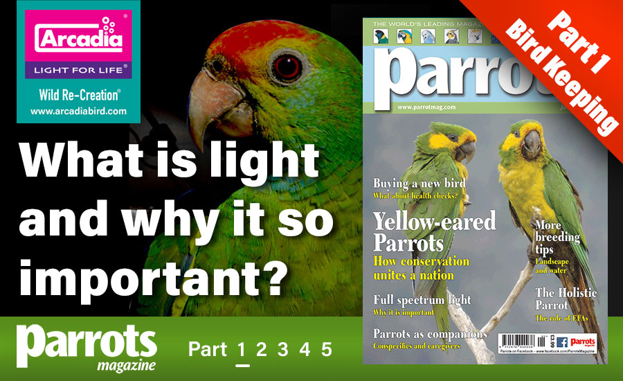 What is light and why it so important? Part 1 Arcadia Bird